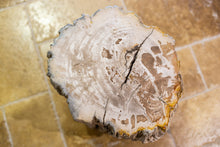 Load image into Gallery viewer, Petrified Wood Accent Tables/Stools