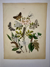 Load image into Gallery viewer, Vintage Paris Prints | Butterfly
