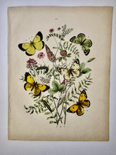 Load image into Gallery viewer, Vintage Paris Prints | Butterfly
