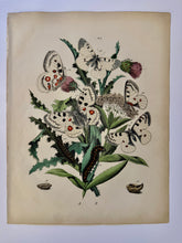 Load image into Gallery viewer, Vintage Paris Prints | Butterfly
