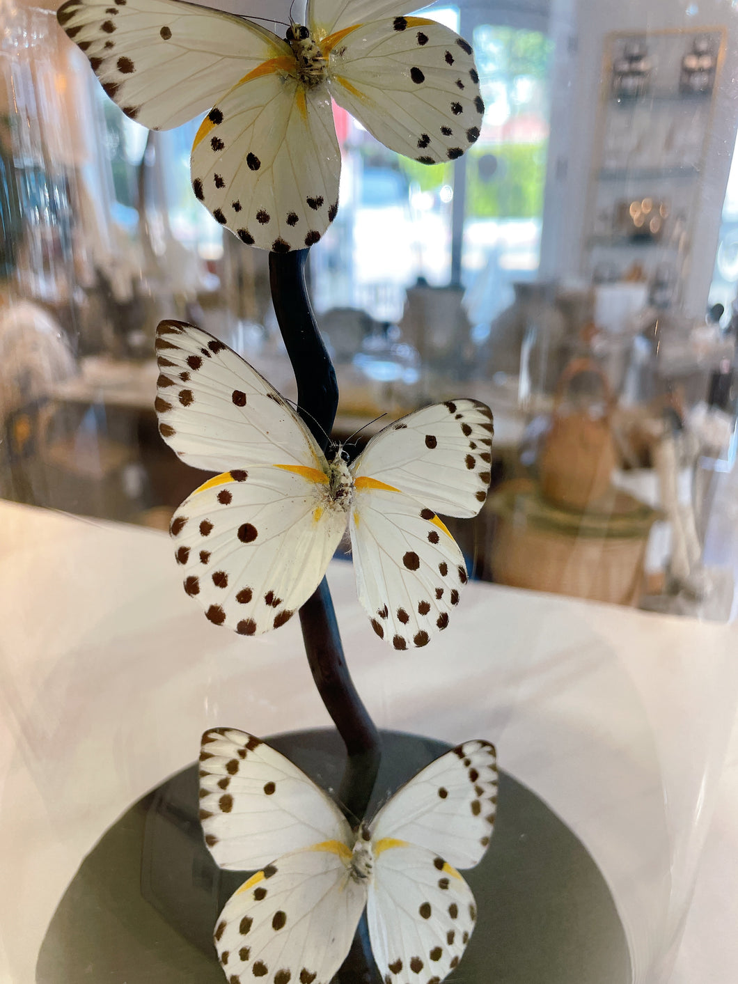 Butterfly Specimens en Cloche