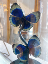 Load image into Gallery viewer, Butterfly Specimens en Cloche
