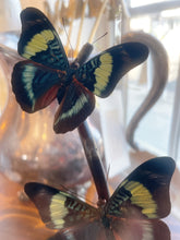 Load image into Gallery viewer, Butterfly Specimens en Cloche
