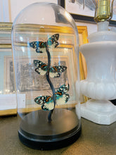 Load image into Gallery viewer, Butterfly Specimens en Cloche
