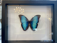Load image into Gallery viewer, Framed Butterfly Specimens
