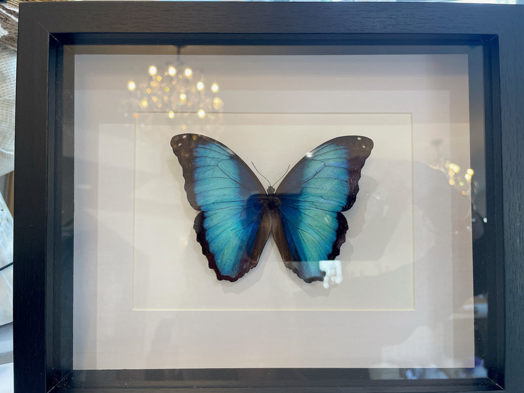 Framed Butterfly Specimens