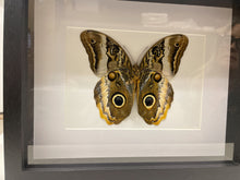 Load image into Gallery viewer, Framed Butterfly Specimens
