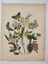 Load image into Gallery viewer, Vintage Paris Prints | Butterfly
