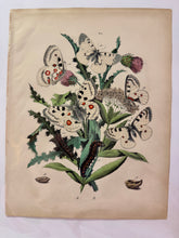 Load image into Gallery viewer, Vintage Paris Prints | Butterfly
