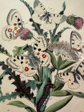 Load image into Gallery viewer, Vintage Paris Prints | Butterfly
