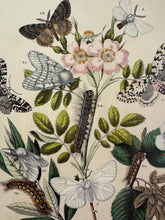 Load image into Gallery viewer, Vintage Paris Prints | Butterfly
