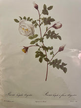 Load image into Gallery viewer, Paris Prints | Botanicals

