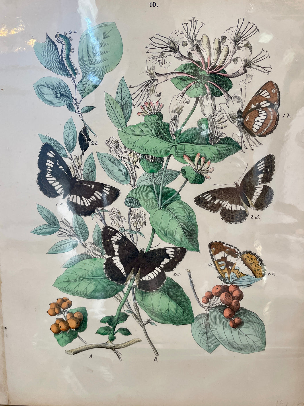 Prints Butterflies Moths of Europe