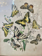 Load image into Gallery viewer, Prints Butterflies Moths of Europe
