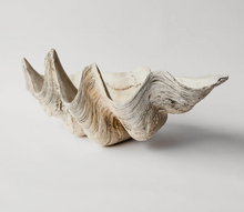 Load image into Gallery viewer, Clam Shell - Giant
