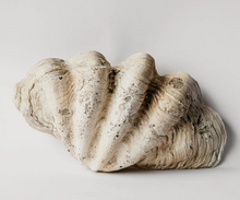 Load image into Gallery viewer, Clam Shell - Giant
