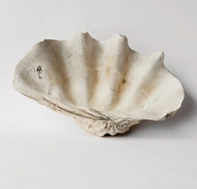 Load image into Gallery viewer, Clam Shell - Giant
