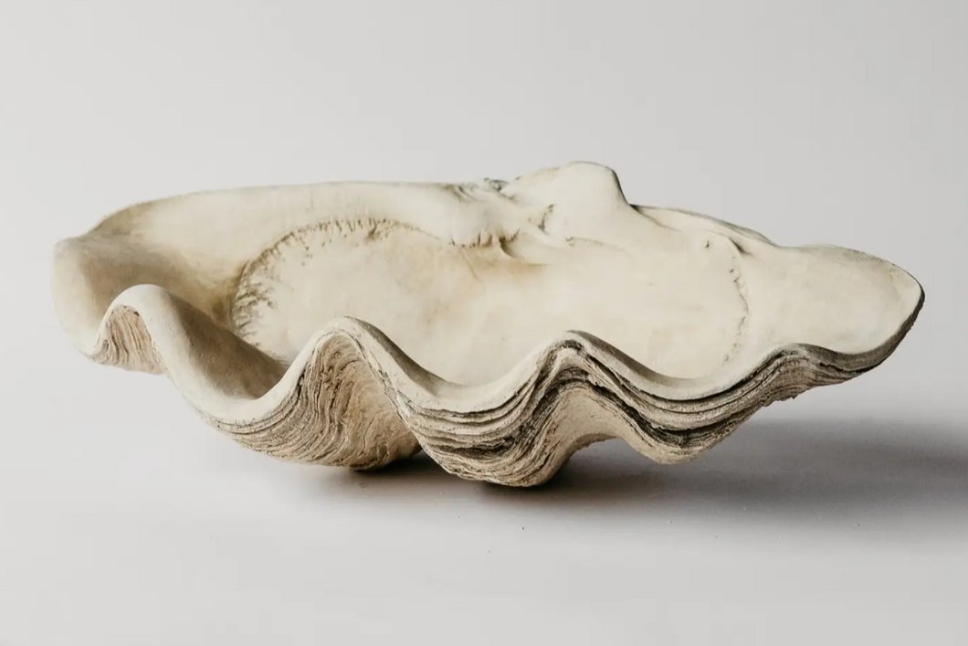 Clam Shell - Large