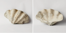 Load image into Gallery viewer, Clam Shell - Large
