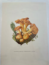 Load image into Gallery viewer, Paris Prints | Champignons

