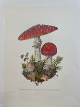 Load image into Gallery viewer, Paris Prints | Champignons
