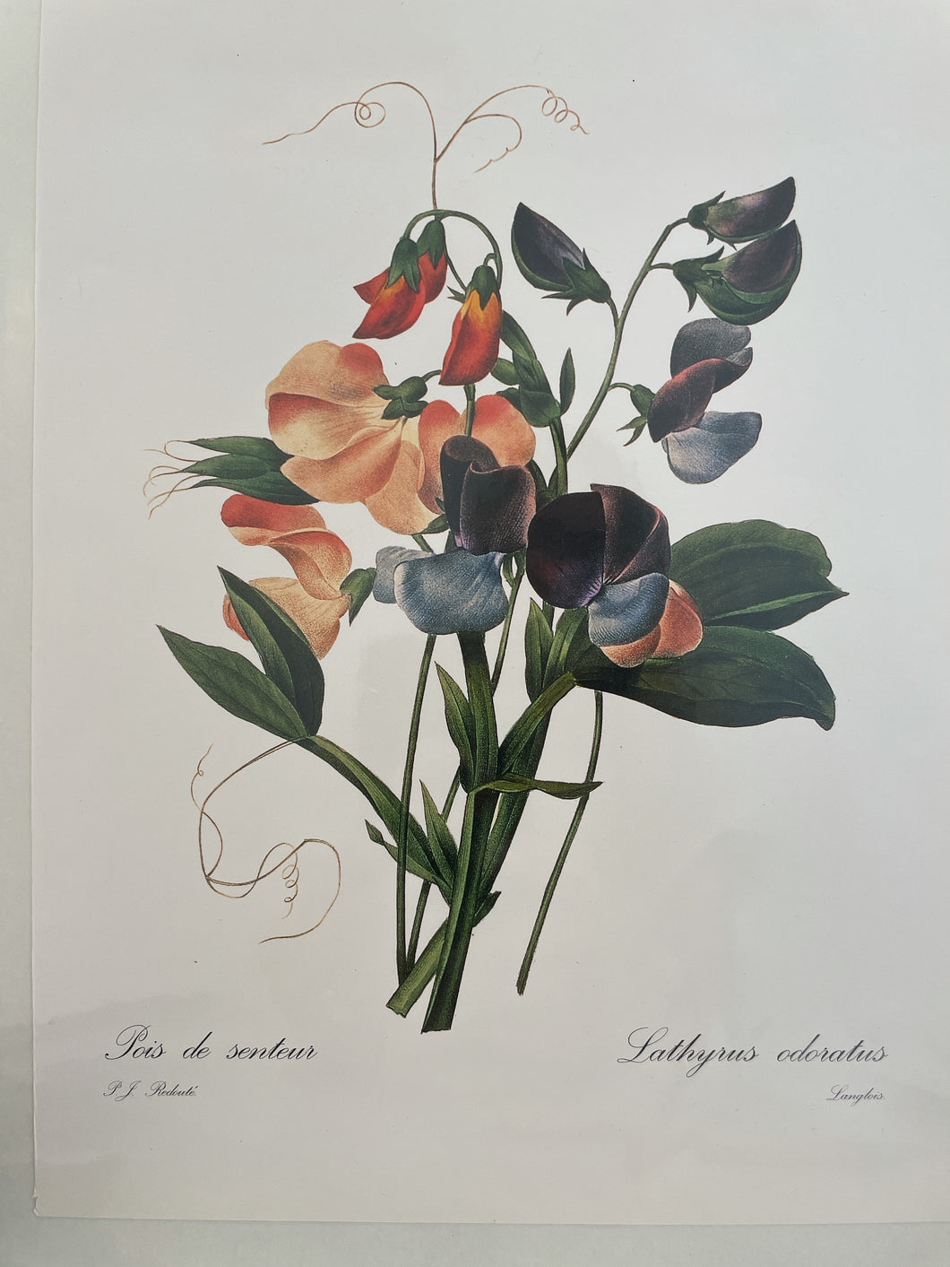 Paris Prints | Botanicals
