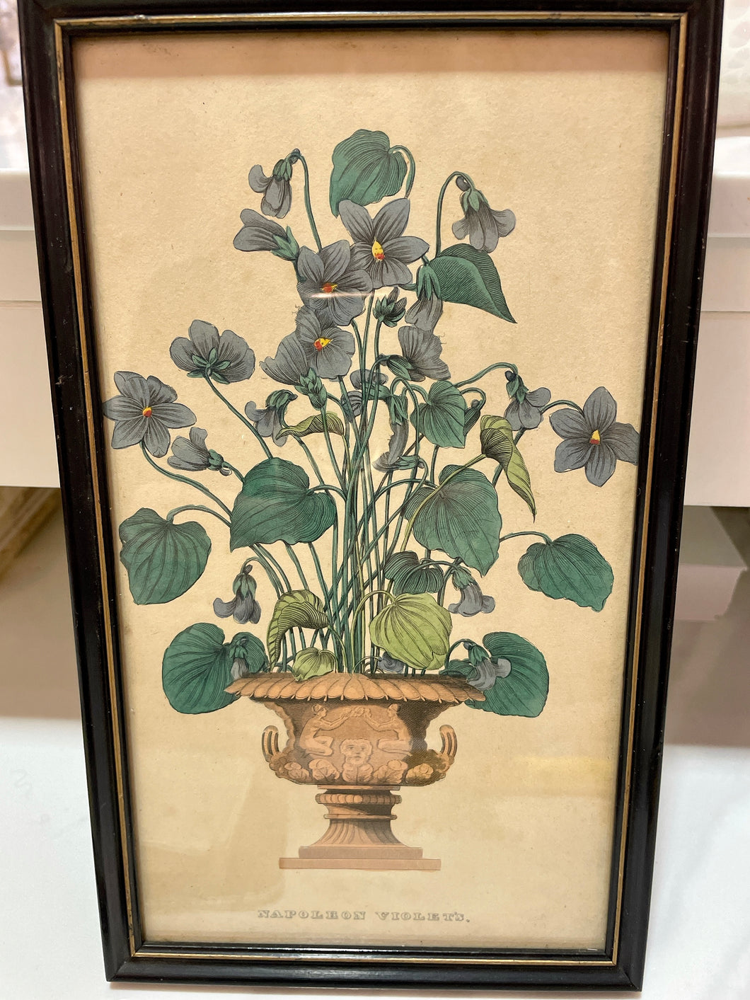Vintage Botanical Print - Framed