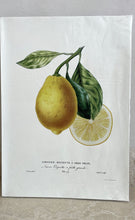 Load image into Gallery viewer, Paris Prints | Botanicals
