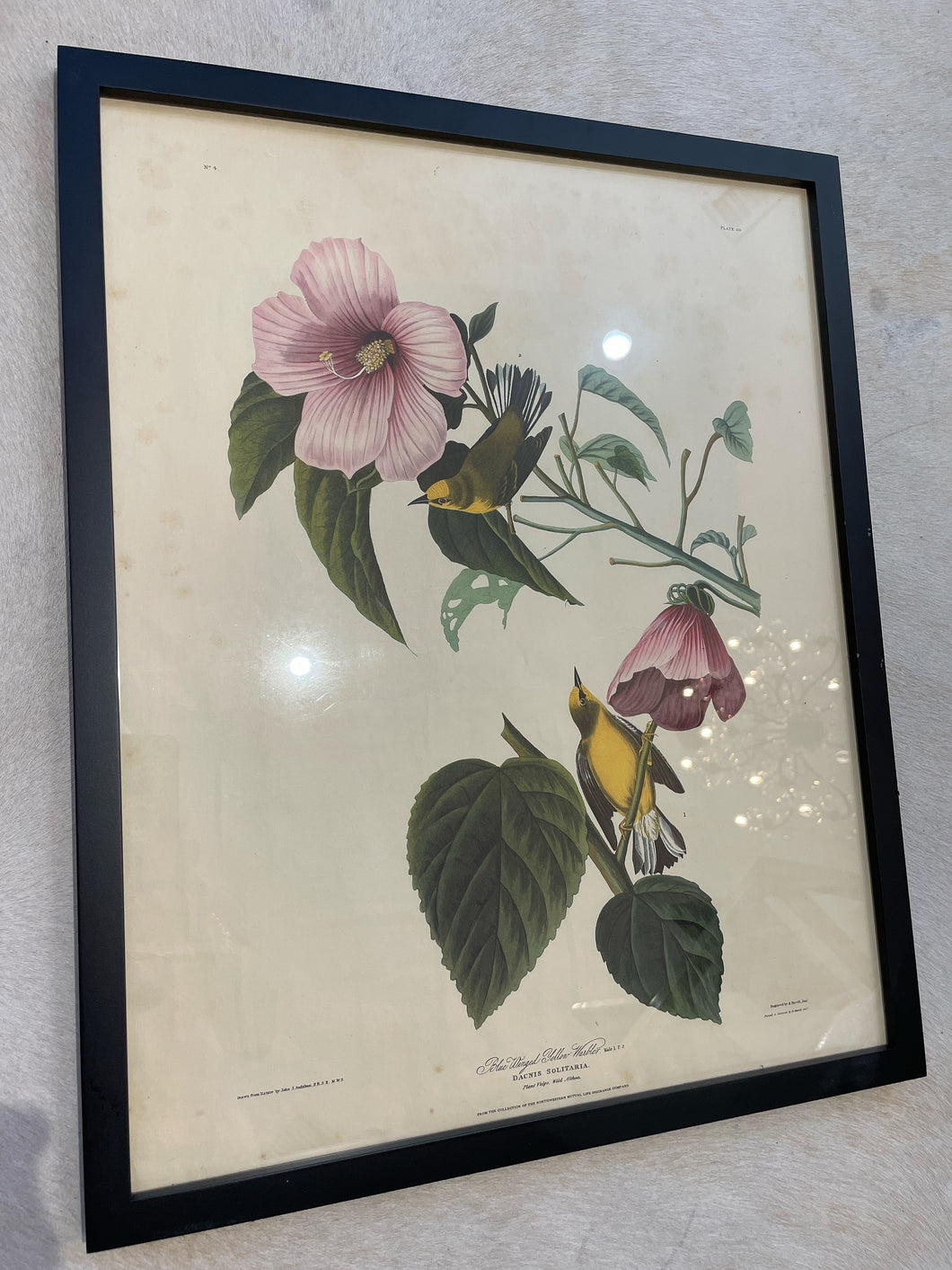 Framed Vintage Botanical & Bird Prints