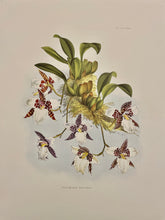 Load image into Gallery viewer, Vintage Botanical Orchid Prints- Framed
