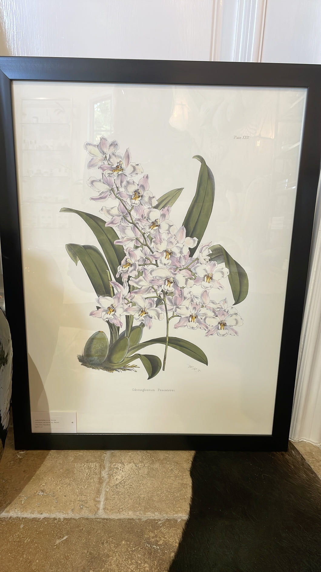 Vintage Botanical Orchid Prints- Framed